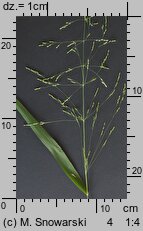 Milium effusum (prosownica rozpierzchła)
