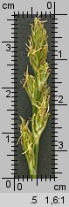 Carex spicata (turzyca ściśniona)