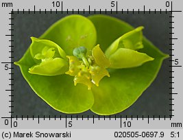 Euphorbia esula (wilczomlecz lancetowaty)