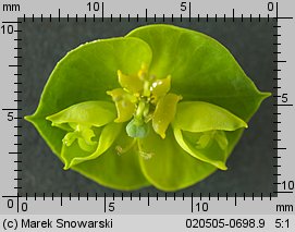 Euphorbia esula (wilczomlecz lancetowaty)