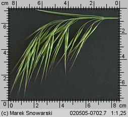 Bromus tectorum (stokłosa dachowa)