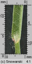 Bromus tectorum (stokłosa dachowa)