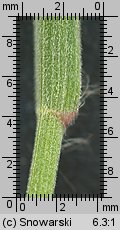 Bromus tectorum (stokłosa dachowa)