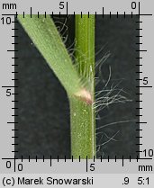 Bromus tectorum (stokłosa dachowa)