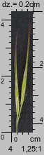 Bromus tectorum (stokłosa dachowa)