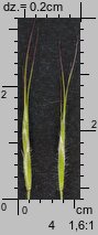 Bromus tectorum (stokłosa dachowa)