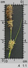 Carex hirta (turzyca owłosiona)