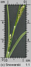 Carex hirta (turzyca owłosiona)
