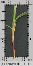 Carex hirta (turzyca owłosiona)