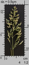 Poa pratensis (wiechlina łąkowa)