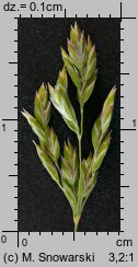 Poa pratensis (wiechlina łąkowa)