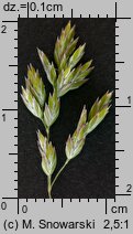 Poa pratensis (wiechlina łąkowa)
