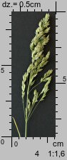 Poa pratensis (wiechlina łąkowa)