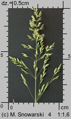 Poa pratensis (wiechlina łąkowa)