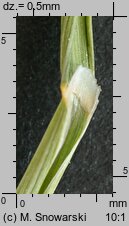 Poa pratensis (wiechlina łąkowa)