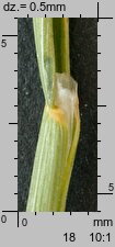 Poa pratensis (wiechlina łąkowa)