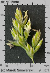 Poa pratensis (wiechlina łąkowa)