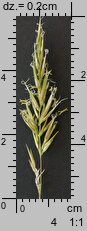 Anthoxanthum odoratum s.str. (tomka wonna)