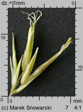 Anthoxanthum odoratum s.str. (tomka wonna)