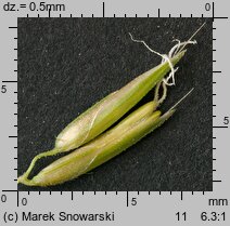 Anthoxanthum odoratum s.str. (tomka wonna)