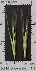 Bromus sterilis (stokłosa płonna)
