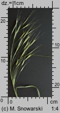 Bromus sterilis (stokłosa płonna)