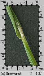 Bromus sterilis (stokłosa płonna)