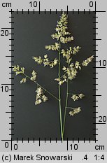 Dactylis glomerata (kupkówka pospolita)