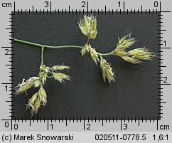 Dactylis glomerata (kupkówka pospolita)