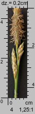 Carex hirta (turzyca owłosiona)