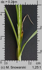 Carex hirta (turzyca owłosiona)