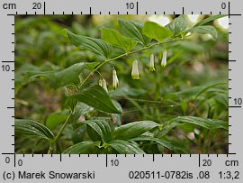 Polygonatum multiflorum (kokoryczka wielokwiatowa)