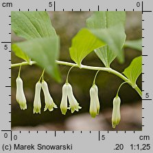 Polygonatum multiflorum (kokoryczka wielokwiatowa)