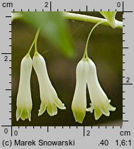 Polygonatum multiflorum (kokoryczka wielokwiatowa)