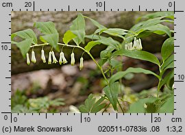 Polygonatum multiflorum (kokoryczka wielokwiatowa)