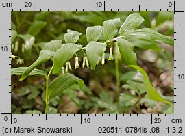 Polygonatum multiflorum (kokoryczka wielokwiatowa)