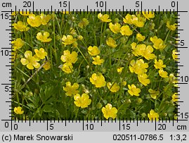 Ranunculus repens (jaskier rozłogowy)