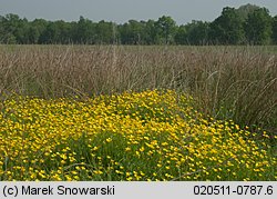 Ranunculus repens (jaskier rozłogowy)