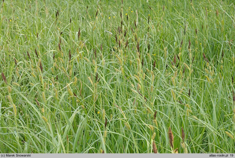 Carex riparia (turzyca brzegowa)