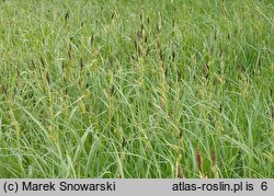 Carex riparia (turzyca brzegowa)