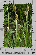 Carex vulpina (turzyca lisia)