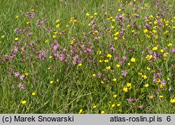 Lychnis flos-cuculi (firletka poszarpana)