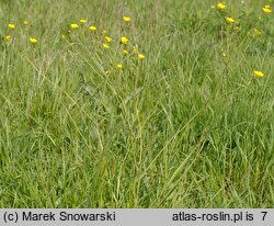 Ranunculus acris s.str. (jaskier ostry)