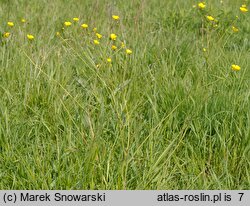 Ranunculus acris (jaskier ostry)