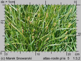 Carex pallescens (turzyca blada)