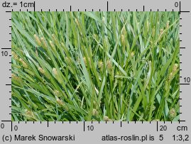 Carex pallescens (turzyca blada)