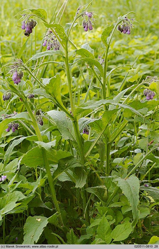 Symphytum officinale (żywokost lekarski)