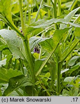 Symphytum officinale (żywokost lekarski)