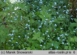 Myosotis sylvatica (niezapominajka leśna)