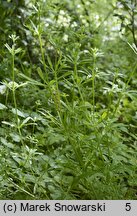 Galium aparine (przytulia czepna)